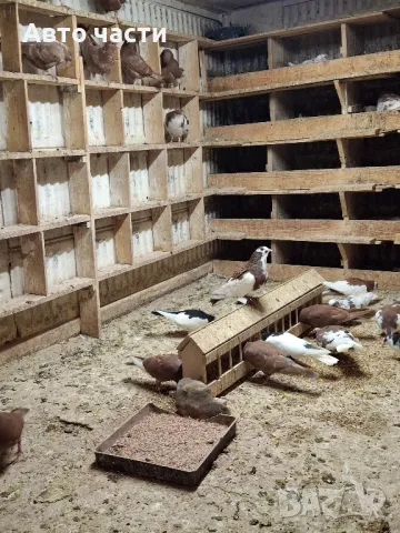 пазарджишки високолетачи със добри постижения , снимка 6 - Гълъби - 48656358