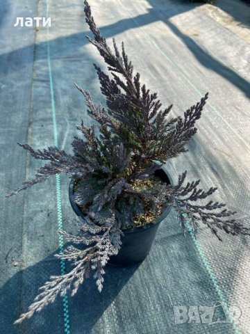 Сабина сребърна и вериагатна , снимка 1 - Градински цветя и растения - 39815682