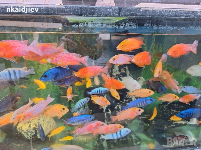 Перфектни, пъстри, цветни риби (цинотилапии и аулонокари)