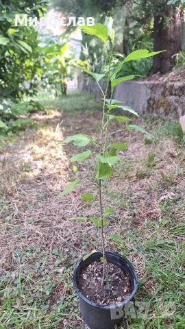 Продавам декоративни храсти Розов хибискус, снимка 1