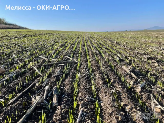 ОКИ-АГРО ЕООД - НАЕМА И ИЗКУПУВА ЗЕМЕДЕЛСКА ЗЕМЯ, снимка 9 - Земеделска земя - 50397987