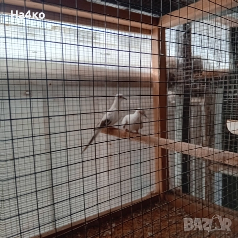 Продавам чивтове диамантени гугутки