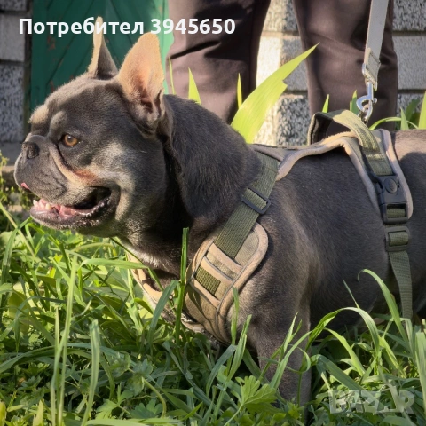 Френски булдог за разплод 