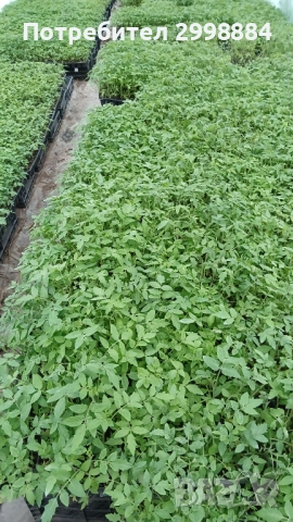 Разсад, снимка 6 - Разсади - 52471727