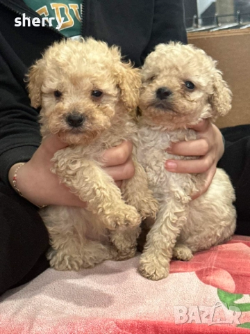 Пудел той , снимка 5 - Пудели - 52487781