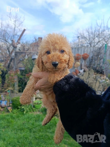 Пудел / Кавапу