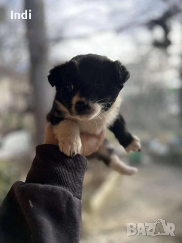 Кученцe, снимка 2 - Други - 52733936