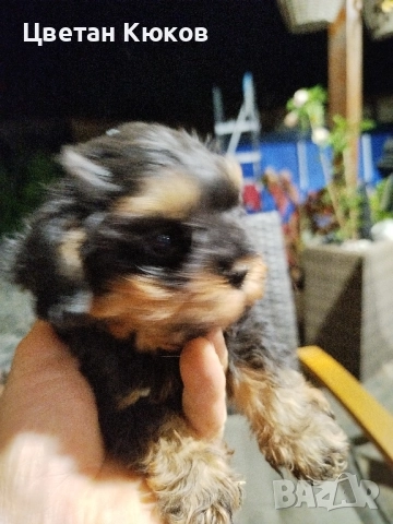 мини йоркширски териер , снимка 3 - Йоркширски териер - 51527634