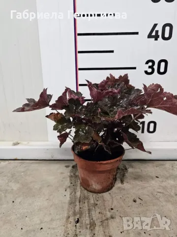 Хойхера, снимка 2 - Градински цветя и растения - 47475636