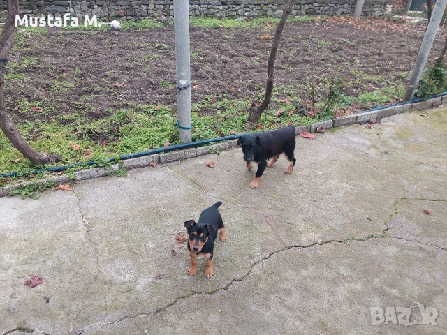 Ягдтериер .Jagdterrier , снимка 4 - Други - 52894324