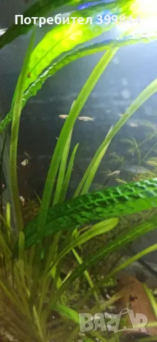 Продавам рибки Гупи, снимка 7 - Рибки - 48884894