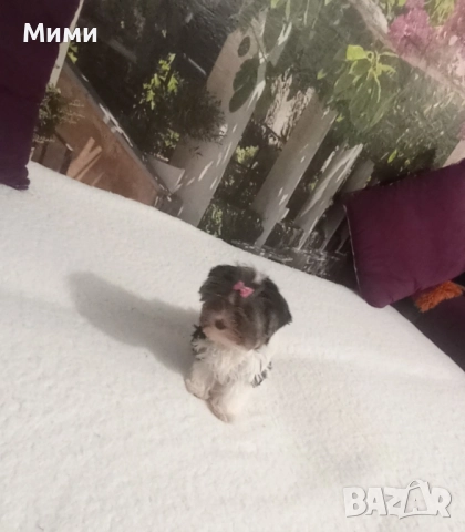 Бивър йоркширски териер , снимка 7 - Йоркширски териер - 51674847