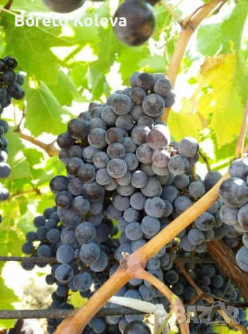 Грозде Мерло, снимка 1