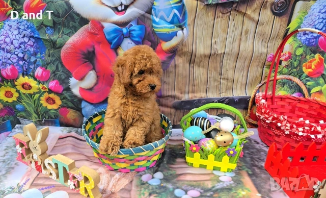 Той пудел & Мини пудел, Fci, Genetic, PL, снимка 3 - Пудели - 54209072