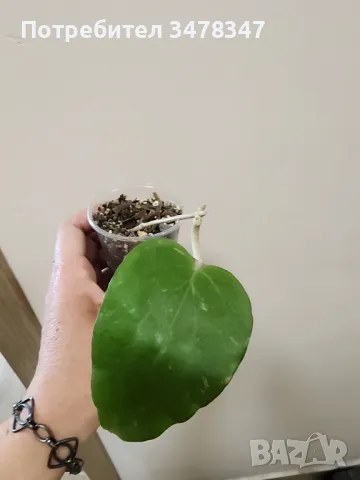 Хоя Balaensis, снимка 1