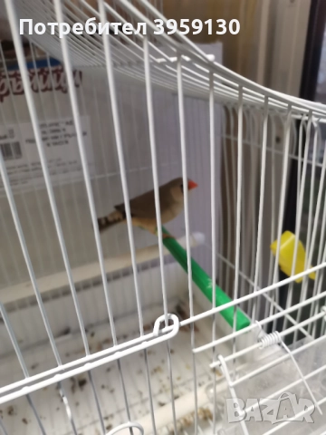 Канарче и амадинка , снимка 3 - Папагали - 52774889