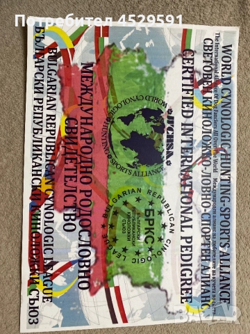 Бивер Бивър йорки йоркширски териер, снимка 10 - Йоркширски териер - 52369659