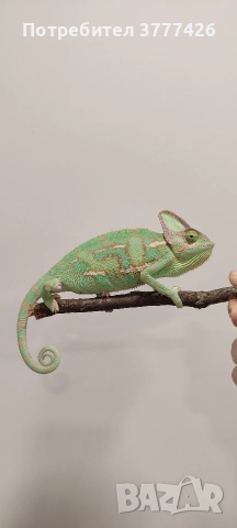 Йеменски Хамелеон / Chamaeleo calyptratus, снимка 2 - Хамелеон - 42266319