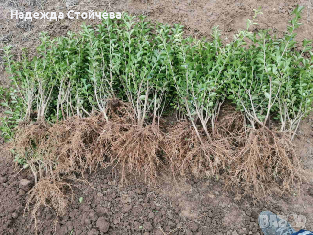 Лигуструм зелен (Ligustrum Ovalifolium)на гол корен, снимка 7 - Градински цветя и растения - 44290761