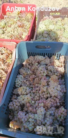 Грозде Алиготе реколта 2026, снимка 2 - Домашни продукти - 56254681