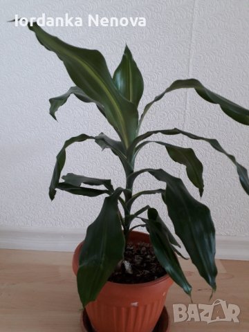 Драцена, снимка 2 - Стайни растения - 37514125