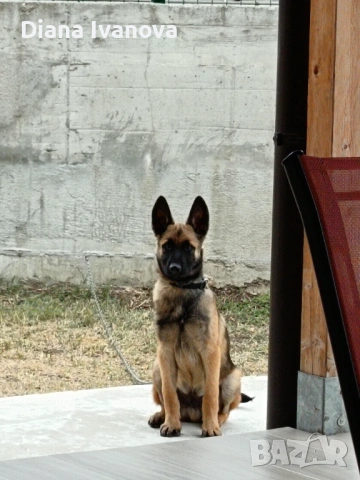 Подарявам Белгийска овчарка на 8 месеца , снимка 2 - Белгийска овчарка - 53276385