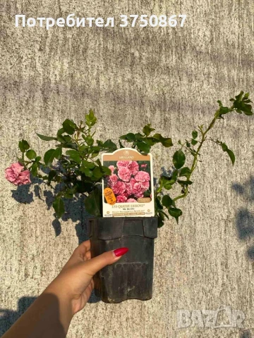 🌹 РОЗА 🌹 LES QUATRE SAISONS® Meifafio , снимка 3 - Градински цветя и растения - 51146132