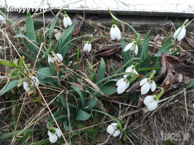 КОКИЧЕТА 2025 В САКСИЯ С ЛУКОВИЦИ 1502251716, снимка 2 - Градински цветя и растения - 49140794