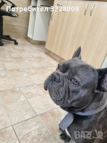 Френски булдог , снимка 2 - Френски булдог - 51185993