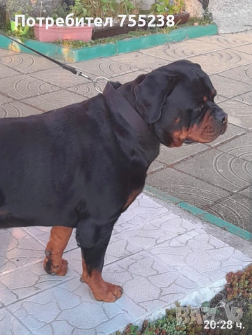Ротвайлер разплод , снимка 3 - Ротвайлер - 54295206
