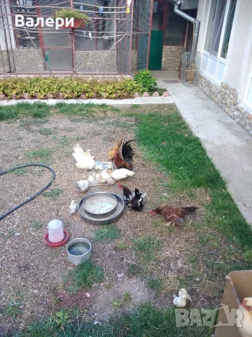 Продавам серами