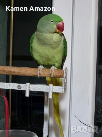 папагал голям Александър , снимка 4 - Папагали - 53145627