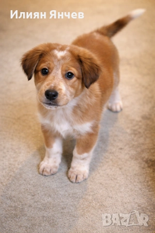 Подаряват се , снимка 2 - Каракачанска овчарка - 53285995