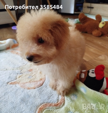 Мини пудел момченце , снимка 2 - Пудели - 54015251