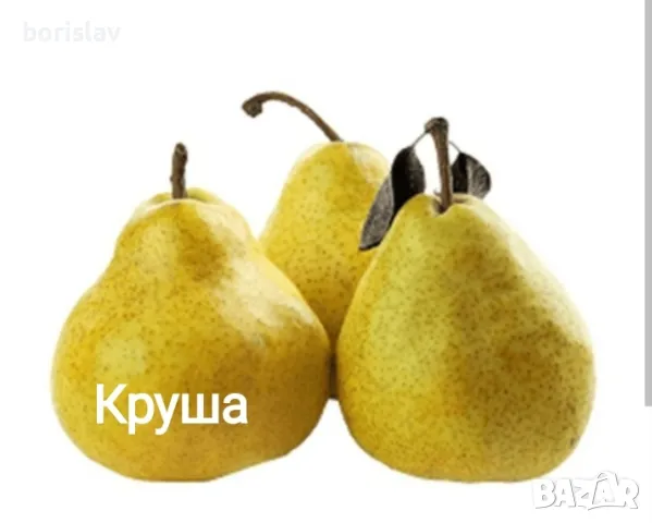 Продавам Круши сортове: вилямска масловка, жифардова масловка, зимни круша, попска, абат фетел