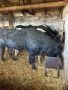 Продавам 5 Мъжки Телета, снимка 4