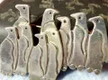 ПРЕКРАСНА ФИГУРАЛНА СРЕБЪРНА БРОШКА ПИНГВИНИ СРЕБРО 925 MEXICO АВТОРСКА РЪЧНА АРТ ИЗРАБОТКА 47967, снимка 6