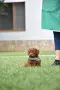 Той пудел Toy poodle, снимка 3