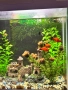 Аквариум 60 литра + шкафчето и рибките, снимка 5