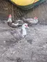 Продавам Неми патици, снимка 2
