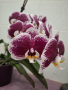 Орхидея, снимка 1 - Стайни растения - 44655438