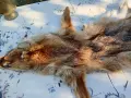 Кожи от лисица - естествени , снимка 14