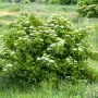 Черен бъз (Sambucus nigra) , снимка 3