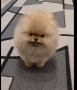продавам померан , снимка 1