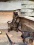 🐕 ПРОДАВАТ СЕ КУЧЕНЦА МАЛИНОА 🐕, снимка 7