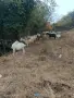 Свободни 40 бр кози, снимка 1