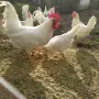 Бял Легхорн 10+1 , снимка 2