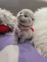 Шотландски клепоухи бебета , снимка 14