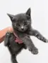 Подарявам 3 малки котенца, снимка 1
