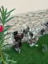 СТРУМСКИ БАНТАМ, снимка 6